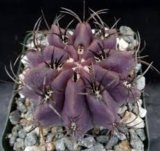 Image result for Eulophia hereroensis