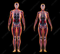 Human male and female anatomy complete 3d model. Male And Female Anatomy Illustration Stock Image F025 1038 Science Photo Library