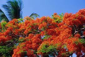 We did not find results for: Poinciana Tree Kauai Hawaii Poinciana Australian Native Garden Australian Trees
