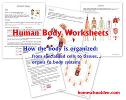 Human Body Worksheets Cells Tissues Organs And The Human