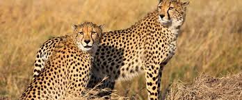 Jun 15, 2020 · discover iconic african safari animals and where to find them, from big five heavyweights like the leopard and the rhino, to the charismatic giraffe. African Safari Now Is The Time To Plan Your Bucket List Trip To Africa