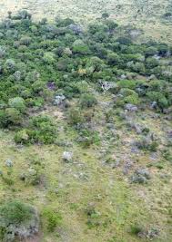 Image result for Didymosalpinx callianthus