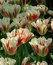 Tulip Flaming Spring Green A Heralded Mutation Out Of Spring Green Flaming Spring Green Is Bright White With Intriguing Purplish R Bulb Flowers Flowers Tulips