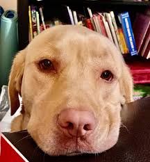 Is my dinner schedule somehow confusing you? Feed me Now