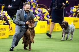 Rumor ( above ) hails from edgerton, wisconsin, and came to new york city with her handler kent boyles. Westminster Dog Show 2017 Rumor The German Shepherd Wins Best In Show The New York Times