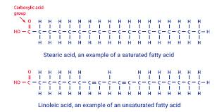 Image result for Fatty Acid