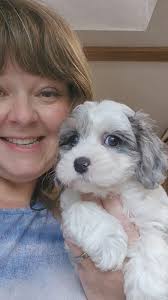 Stone Cutter Puppies