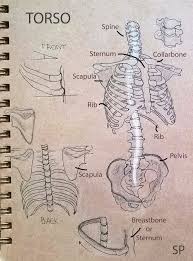 Maybe you would like to learn more about one of these? Drawing Torso Anatomy Peyl Ink Oil
