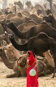 A camel could drink water equivalent to 1/3 of its body weight, and this could be about 29 gallons, which they can consume within 10 minutes. Camels Incredible India The Incredibles Camels