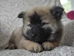 Mâle ou femelle, original ou classique, stylé ou. Noms De Chien En M Pour L Annee 2016