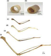 Cross section of the tibiotarsus of a laying hen (pas): Extreme Lightweight Structures Avian Feathers And Bones Sciencedirect
