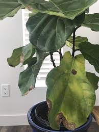 Indoor Fiddle Leaf Fig Help Its Been Fine For 1 Year When Winter Hit The Leaves Started Turning Yellow Brown And Fiddle Leaf Fig Fiddle Fig Tree Fig Plant