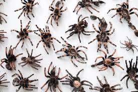 Although this tarantula is almost three inches across, it is still a baby. An Inside Look At The Illegal Market For Tarantulas