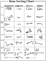 Owl Lesson Plans Montessori Science Owl Pellets Science