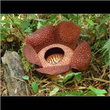 Rafflesia adalah genus tumbuhan bunga parasit. Rafflesia Keidtii Meijer Grosste Bluhende Pflanze Der Welt Schmarozer Auf Lianenbaumwurzel Rafflesia Rafflesia Gunung Kinabalu Berg Kinabalu 4095 M Saba Malaysia Mount Kinabalu Kota Kinabalu Berg Malaysia Philipinen Badian Island Borneo Kota