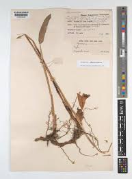 Image result for Aframomum alboviolaceum