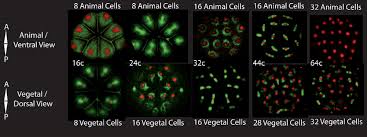 Which cell is in metaphase? Asynchronous Cell Cycle In Ascidians Animal And Vegetal Views Of The Download Scientific Diagram
