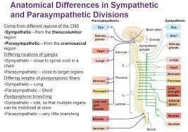 Anatomic Differences In Sympathetic And Parasympathetic