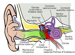 Select from 35478 printable crafts of cartoons, nature, animals, bible and many more. Anatomy Of The Ear Coloring Anatomy Drawing Diagram
