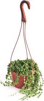 How to grow a string of pearls houseplant. String Of Pearls Plant Care How To Grow Maintain String Of Pearls Succulents Apartment Therapy