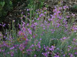 A Couple Of Hundred Pictures Of California Flowers In A May Native Plant Garden