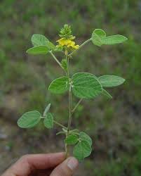 Image result for Rhynchosia totta