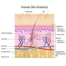 Image result for Sebaceous Gland