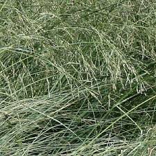Image result for Eragrostis macrochlamys