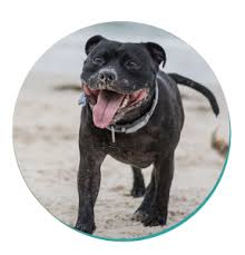 People have been breeding dogs since prehistoric times. American Staffordshire Terrier Dog Breeds Mad Paws