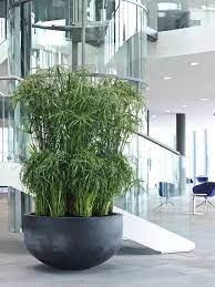 Cyperus Papyrus Interior Landscaping Wikiplant Xl Plants Around Artificial Plants Decor Small Artificial Plants Artificial Plants Indoor