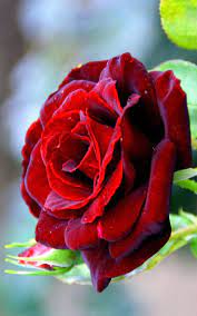 Wallpaper rose wallpaper nature flowers beautiful rose flowers wallpaper beautiful flowers rose nature beautiful flowers wallpaper rose nature download sensuous beauties wallpaper rose we are creating many vector designs in our studio (bsgstudio). Red Roses Beautiful Hd Free Wallpapers For Desktop Beautiful Flowers Beautiful Roses Flowers
