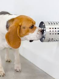 Pj's texas basset hounds, rowena, texas. Local Arkansan Donates Basset Hound To Sniff Out Cancer Katv