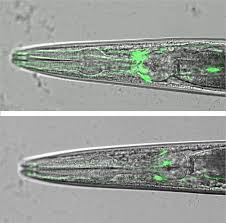 Indulge your curiosity and have a little fun with these stories about the weird and the wonderful. Mutation Of Worm Gene Swip 10 Triggers Age Eurekalert