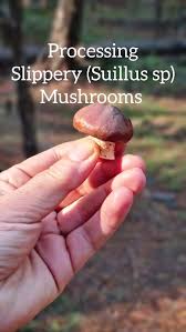 Image result for Suillus sp.