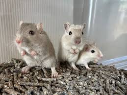 動画 カラージャービルが入荷しました！ 吉祥寺店 | 熱帯倶楽部