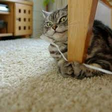 Di bawah ada beragam gambar kucing lucu dan keren loh untuk kamu koleksi. Gambar Kucing Lawak Home Facebook
