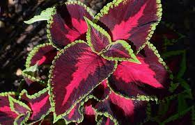 È apprezzata per l'essenzialità delle sue forme, e per le diverse colorazioni del fogliame: Come Coltivare Il Coleus Per Chi Ama Le Foglie Colorate