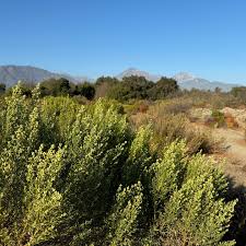 Image result for Commicarpus pilosus