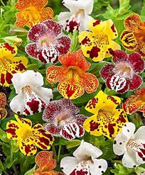 Image result for Mimulus