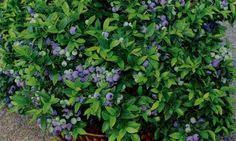 Growing Blueberries In Containers At Www Groworganic Com Growing Blueberries Fruit Bushes Blueberry Plant