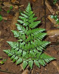 Image result for Rumohra adiantiformis