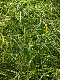 Image result for Kyllinga melanosperma