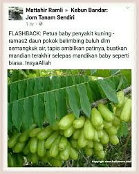 Cool balm babycorra adalah balm yang diformulasikan menggunakan essential oil. 23 Jamu Ubat Tradisi Ideas Taco Salad Bowls Herbal Drinks Long Bean