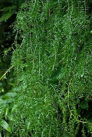 Image result for Asparagus krebsianus