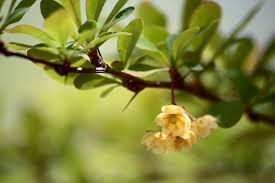 Image result for Berula thunbergii