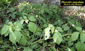 Image result for Physalis angulata
