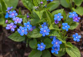 Lot's of easy to grow plants for the beginner gardener. Perennial Flowers For Shade Gardens