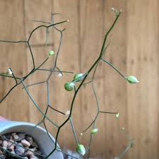 Image result for Schizobasis intricata