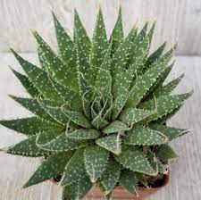 Chinensis — you'll find cultivation info at that link; 44 Types Of Succulents With Pictures Succulent Plants Flower Glossary
