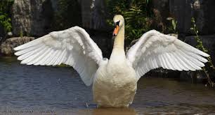 White Bird With Wings Spread Water Sportselements Photoblog Elements Photoblog Swan Wings Swan Wings